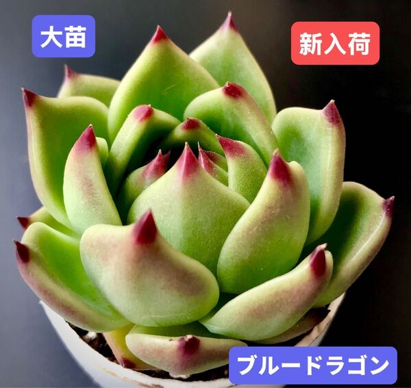 新入荷★韓国苗★ブルードラゴン★レア種★可愛い紅葉大苗★超美苗★多肉植物★エケベリア