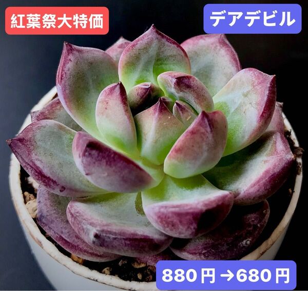 紅葉祭大特価★新入荷★韓国苗★デアデビル★可愛い紅葉大苗★超美苗★多肉植物★エケベリア