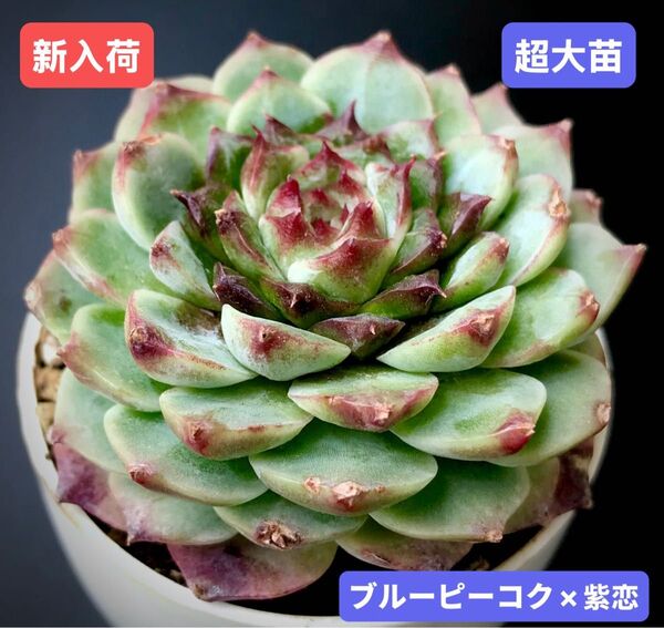 新入荷★韓国苗★ブルーピーコク×紫恋★レア種★可愛い紅葉超大苗★超美苗★多肉植物★エケベリア