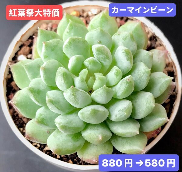 紅葉祭大特価★新入荷★韓国苗★カーマインビーン★可愛い大苗★超美苗★多肉植物★エケベリア