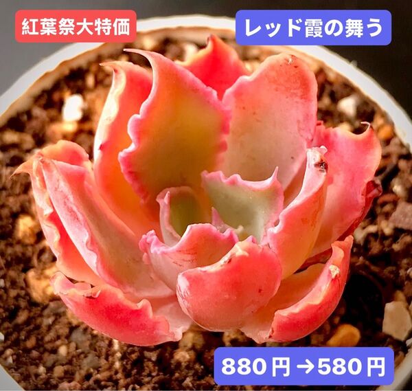 紅葉祭大特価★新入荷★韓国苗★レッド霞の舞う★可愛い紅葉超美苗★多肉植物★エケベリア