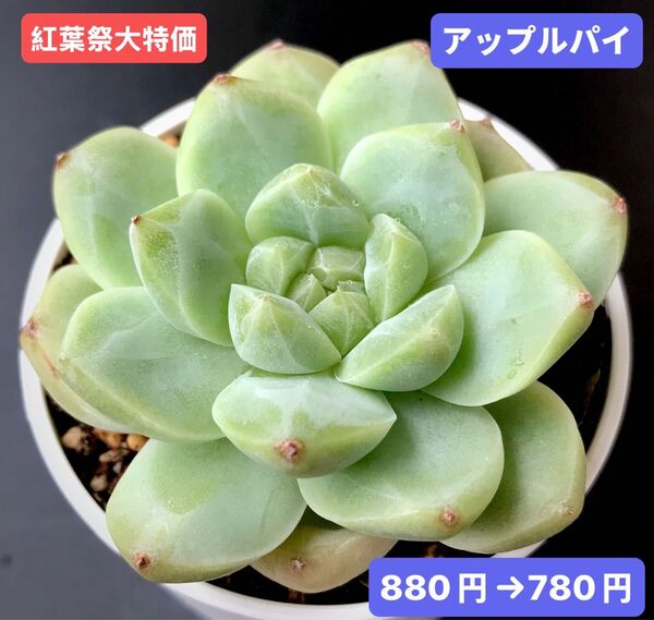 紅葉祭大特価★新入荷★韓国苗★アップルパイ★可愛い大苗★超美苗★多肉植物★エケベリア