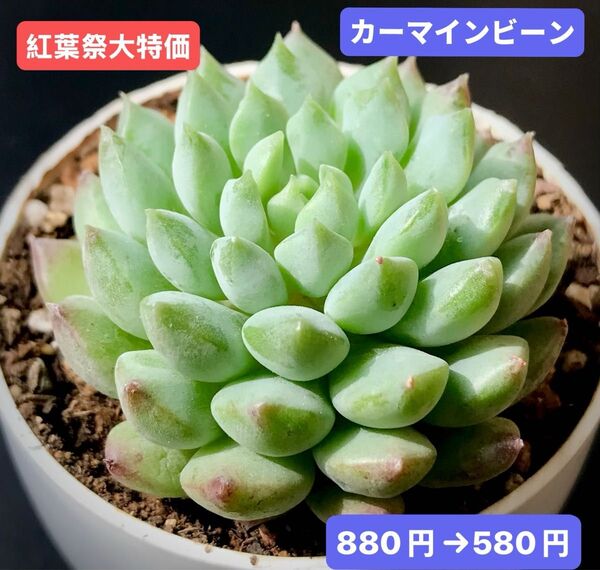 紅葉祭大特価★新入荷★韓国苗★カーマインビーン★可愛い大苗★超美苗★多肉植物★エケベリア