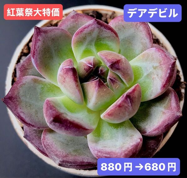 紅葉祭大特価★新入荷★韓国苗★デアデビル★可愛い紅葉大苗★超美苗★多肉植物★エケベリア