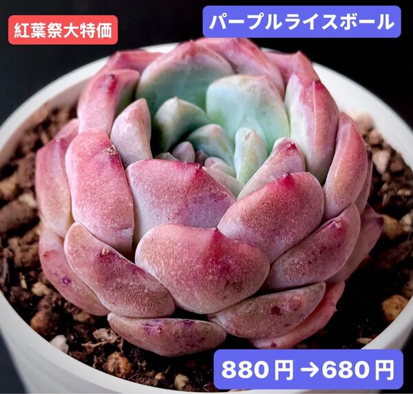 紅葉祭大特価★新入荷★韓国苗★パープルライスボール★可愛い紅葉大苗★超美苗★多肉植物★エケベリア