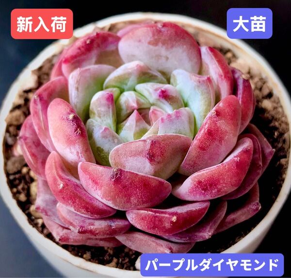 新入荷★韓国苗★パープルダイヤモンド★レア種★可愛い紅葉大苗★超美苗★多肉植物★エケベリア