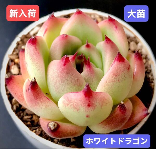 新入荷★韓国苗★ホワイトドラゴン★レア種★可愛い紅葉大苗★超美苗★多肉植物★エケベリア