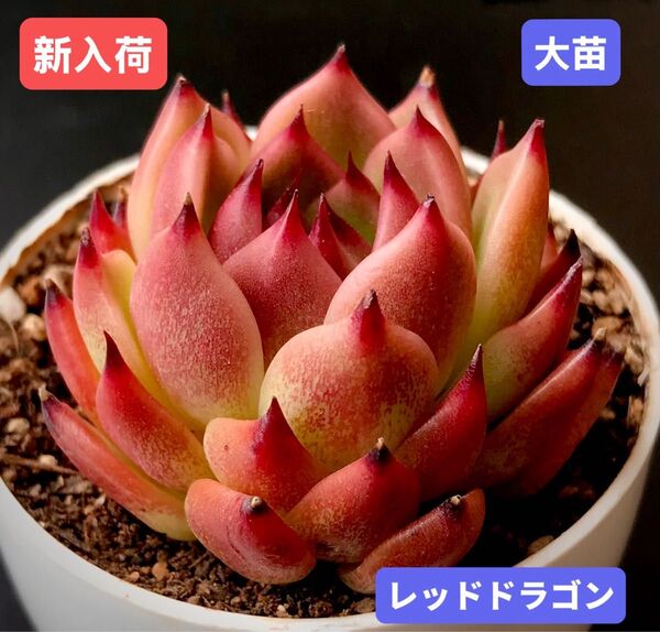 新入荷★韓国苗★レッドドラゴン★レア種★可愛い紅葉大苗★超美苗★多肉植物★エケベリア