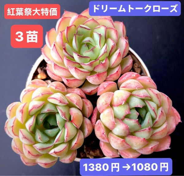 紅葉祭大特価★3苗1080円★韓国苗★ドリームトークローズ★レア種★可愛い紅葉超美苗★多肉植物★エケベリア