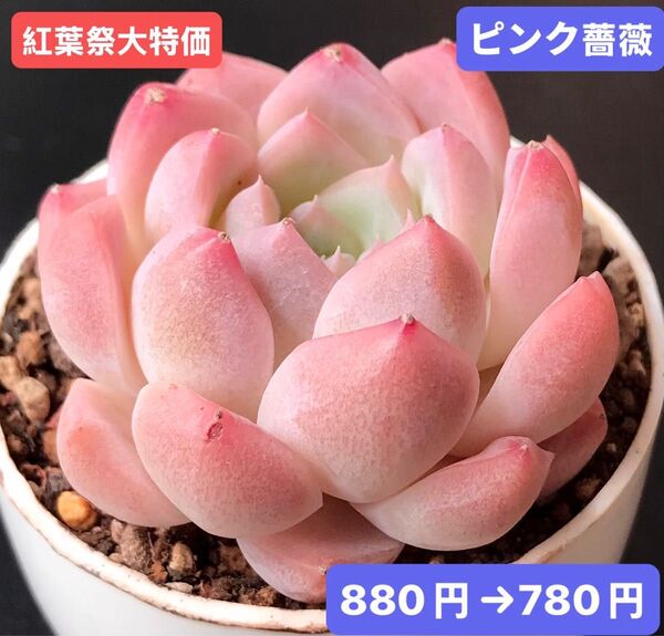 紅葉祭大特価★新入荷★韓国苗★ピンク薔薇★可愛い紅葉大苗★超美苗★多肉植物★エケベリア