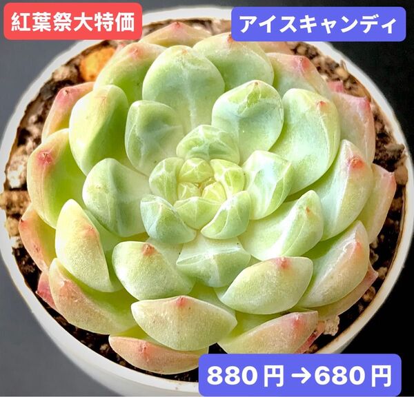紅葉祭大特価★新入荷★韓国苗★アイスキャンディ★可愛い紅葉大苗★超美苗★多肉植物★エケベリア