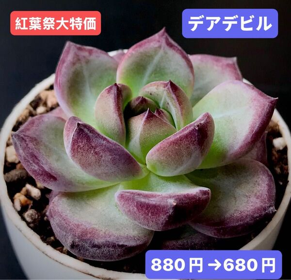 紅葉祭大特価★新入荷★韓国苗★デアデビル★可愛い紅葉大苗★超美苗★多肉植物★エケベリア