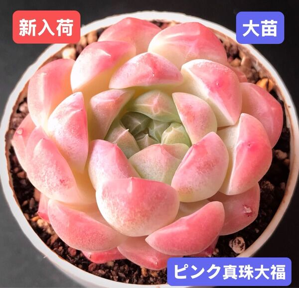 新入荷★韓国苗★ピンク真珠大福★レア種★可愛い紅葉大苗★超美苗★多肉植物★エケベリア