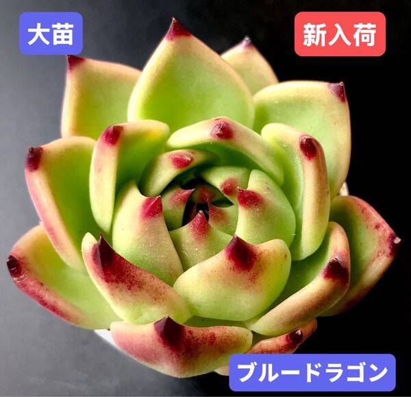 新入荷★韓国苗★ブルードラゴン★レア種★可愛い紅葉大苗★超美苗★多肉植物★エケベリア