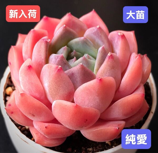 新入荷★韓国苗★純愛★レア種★可愛い紅葉大苗★超美苗★多肉植物★エケベリア
