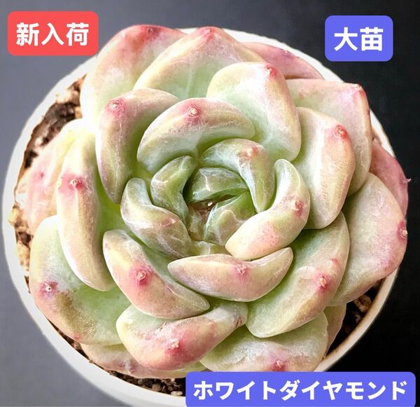 新入荷★韓国苗★ホワイトダイヤモンド★レア種★可愛い紅葉大苗★超美苗★多肉植物★エケベリア