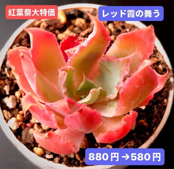 紅葉祭大特価★新入荷★韓国苗★レッド霞の舞う★可愛い紅葉超美苗★多肉植物★エケベリア