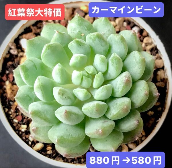 紅葉祭大特価★新入荷★韓国苗★カーマインビーン★可愛い大苗★超美苗★多肉植物★エケベリア