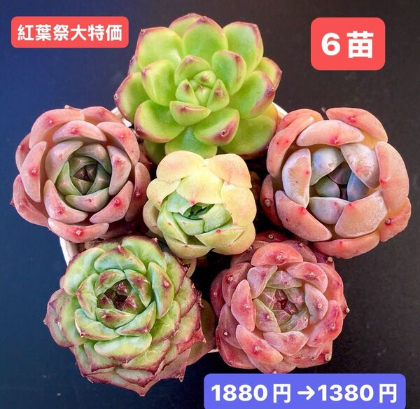 紅葉祭大特価★6苗1380円★韓国苗★マルボロ、レッドチェリー、桃大福、キャンディ等★レア種★可愛紅葉超美苗★多肉植物★エケベリア
