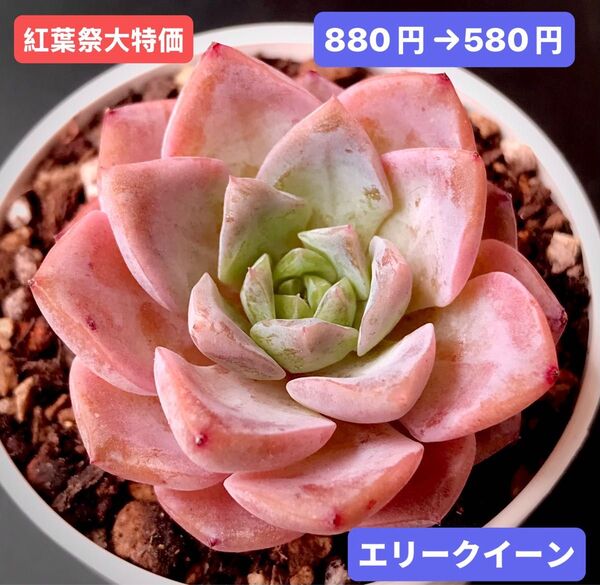 紅葉祭大特価★新入荷★韓国苗★エリークイーン★可愛い紅葉大苗★超美苗★多肉植物★エケベリア