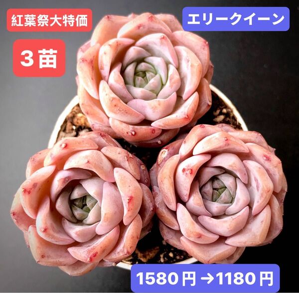 紅葉祭大特価★3苗1080円★韓国苗★エリークイーン★レア種★可愛い紅葉超美苗★多肉植物★エケベリア