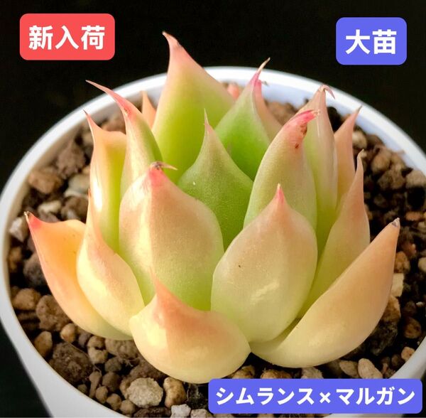 新入荷★韓国苗★シムランス×マルガン★レア種★可愛い紅葉大苗★超美苗★多肉植物★エケベリア