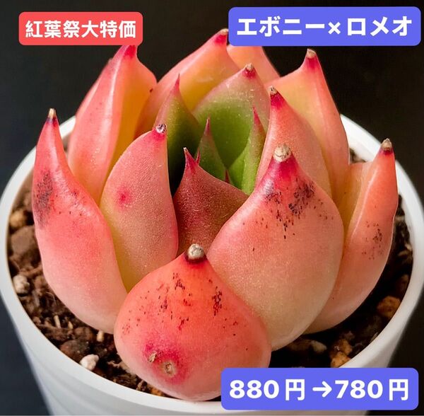 紅葉祭大特価★新入荷★韓国苗★エボニー×ロメオ★可愛い紅葉大苗★超美苗★多肉植物★エケベリア