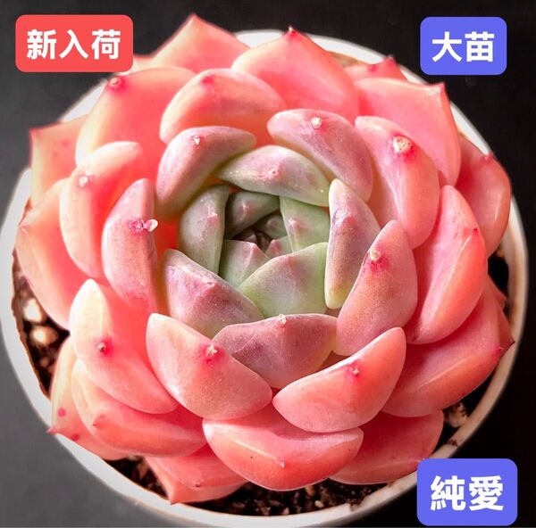 新入荷★韓国苗★純愛★レア種★可愛い紅葉大苗★超美苗★多肉植物★エケベリア