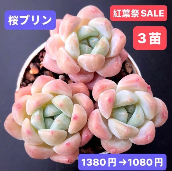 紅葉祭大特価★3苗1080円★韓国苗★桜プリン★レア種★可愛い紅葉超美苗★多肉植物★エケベリア