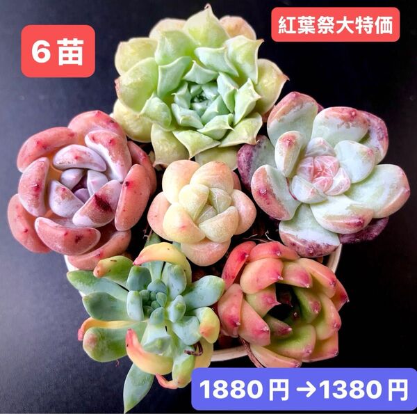 紅葉祭大特価★6苗1380円★韓国苗★メキシコティアーズ、キャンディ、雪玉等★レア種★可愛い紅葉超美苗★多肉植物★エケベリア