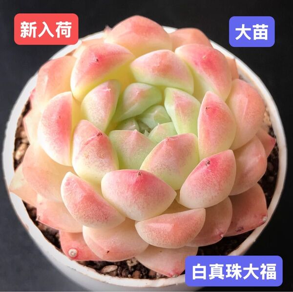 新入荷★韓国苗★白真珠大福★レア種★可愛い紅葉大苗★超美苗★多肉植物★エケベリア