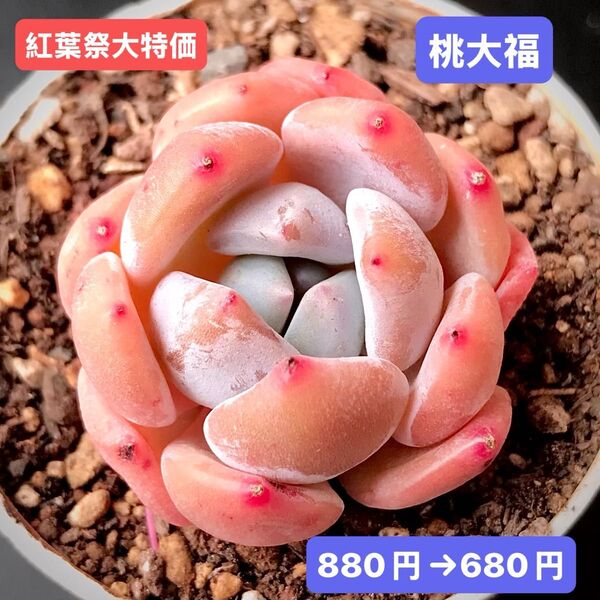 紅葉祭大特価★新入荷★韓国苗★桃大福★可愛い紅葉超美苗★多肉植物★エケベリア
