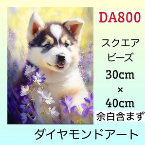 DA800☆ダイヤモンドアートキット☆ハスキー