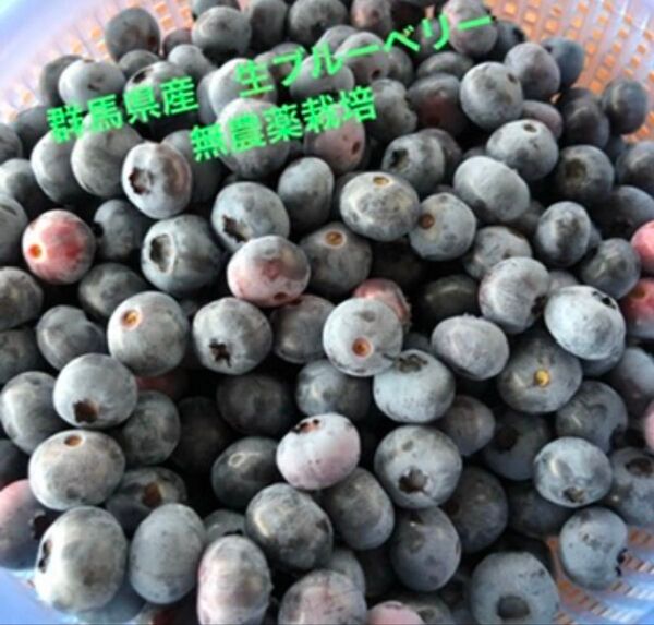 朝採り◎生ブルーベリー◎600g(常温発送)
