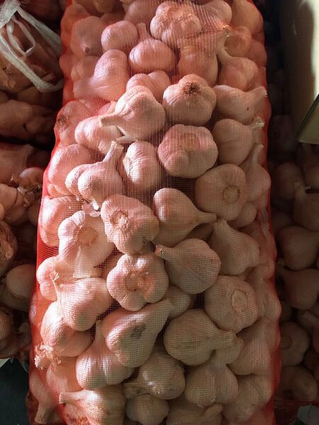 新物 青森県産 福地ホワイト六片 にんにく M 玉 5kg