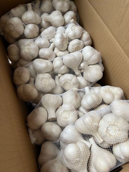 新物 青森県産 福地ホワイト六片 にんにく M 玉 10kg