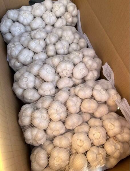 青森県産 令和7年産 にんにく S 玉 10kg