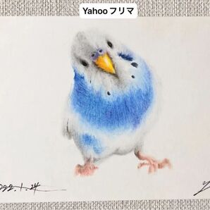 作家様 セキセイインコ 鳥 インコ 絵画 手描きイラスト 色鉛筆画 原画です 一点もの ポストカードサイズ 絵