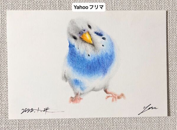 作家様 セキセイインコ 鳥 インコ 絵画 手描きイラスト 色鉛筆画 原画です 一点もの ポストカードサイズ 絵