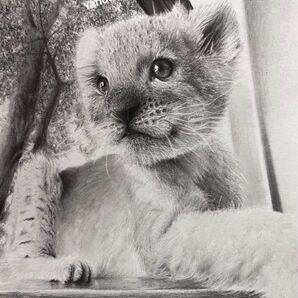 作家様 ライオン ネコ科 猛獣 鉛筆画 原画 絵画 真作 直筆サイン ネコ ライオンのイラスト 猫のイラスト A4サイズです。