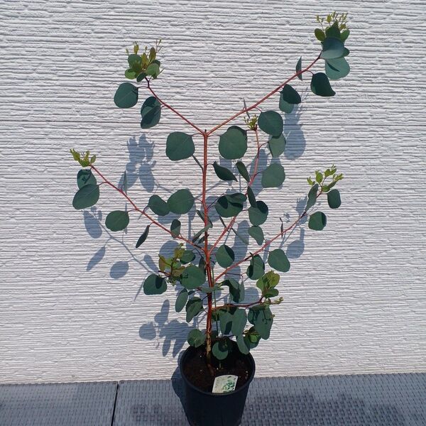 ポットごと発送*ユーカリポポラス約85cmかわいい植物です。シンボルツリーにもドライフラワーにもおすすめ