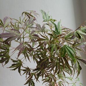 ポットごと匿名配送*斑入りもみじ 万葉の里 約65cm 3.5号ポット