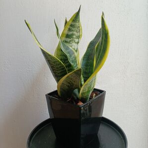 鉢ごと発送*そのまま飾れる観葉植物 サンスベリア 約25cmスクエア鉢人気観葉植物