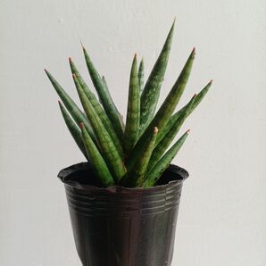 ポットごと発送*①サンスベリア フランシシー珍しい種類