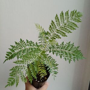 ポットごと発送*①ジャカランタ(ジャカランダ)世界三大香木 約30cm