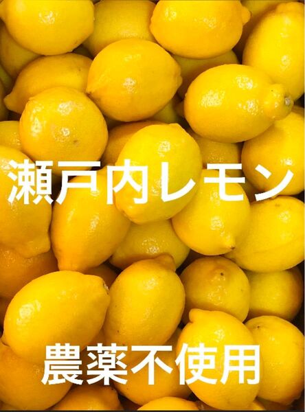 国産瀬戸内レモン1.2〜1.5Kg