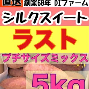 お試し価格 熟成さつまいも シルクスイート 5kg (箱こみ) 土つき プチサイズ 千葉県産 2024年もの DIfarm