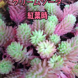 多肉植物 セダム クリームソーダ ヒスパニカム プルプレア 寄せ植え グランドカバーにも 根付き