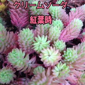 多肉植物 セダム クリームソーダ ヒスパニカム プルプレア 寄せ植え グランドカバー 根付き