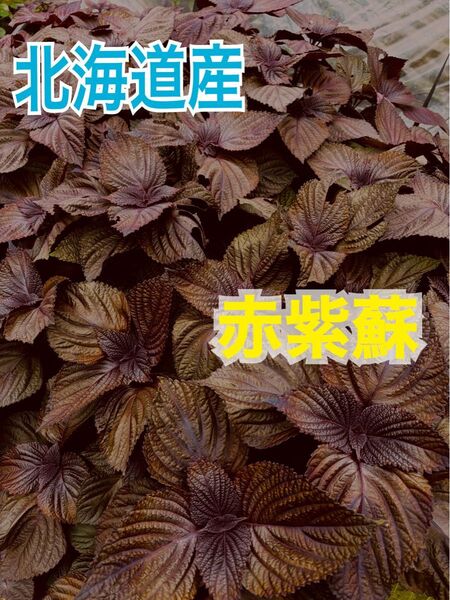 赤紫蘇の葉 150gお得!